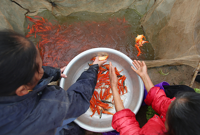 Làng cá chép đỏ hối hả thu hoạch trước Tết Công Táo